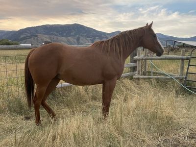 AAA Producing Mare and Foal