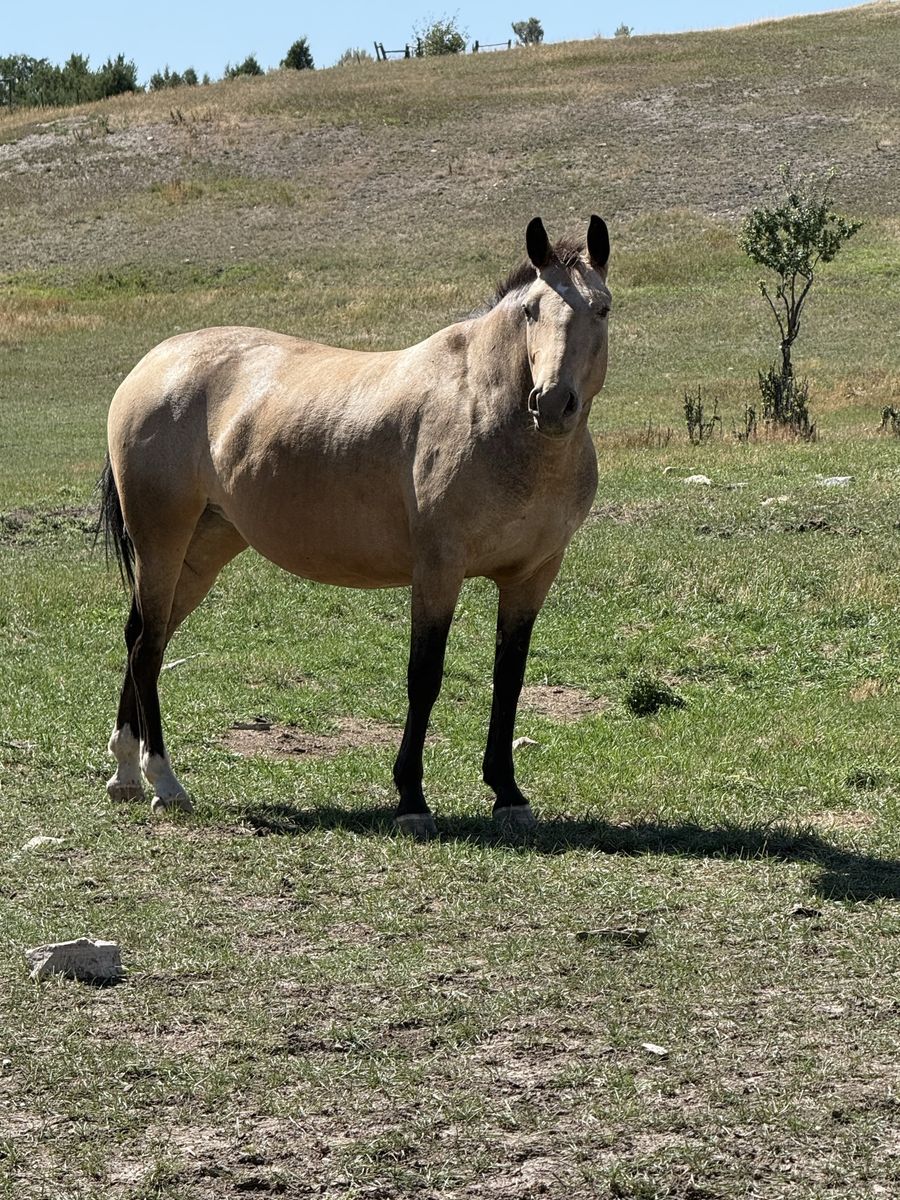 5-Year-Old Buckskin Grade Horse - Trail Riding & Arena Experience