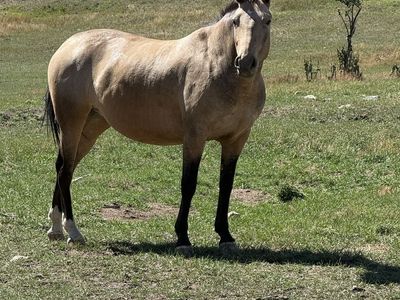 5-Year-Old Buckskin Grade Horse - Trail Riding & Arena Experience