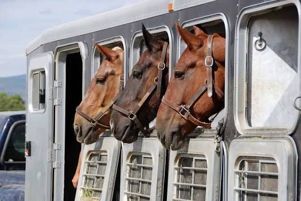 ISO Horse Transport- SLC to ID