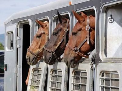 ISO Horse Transport- SLC to ID