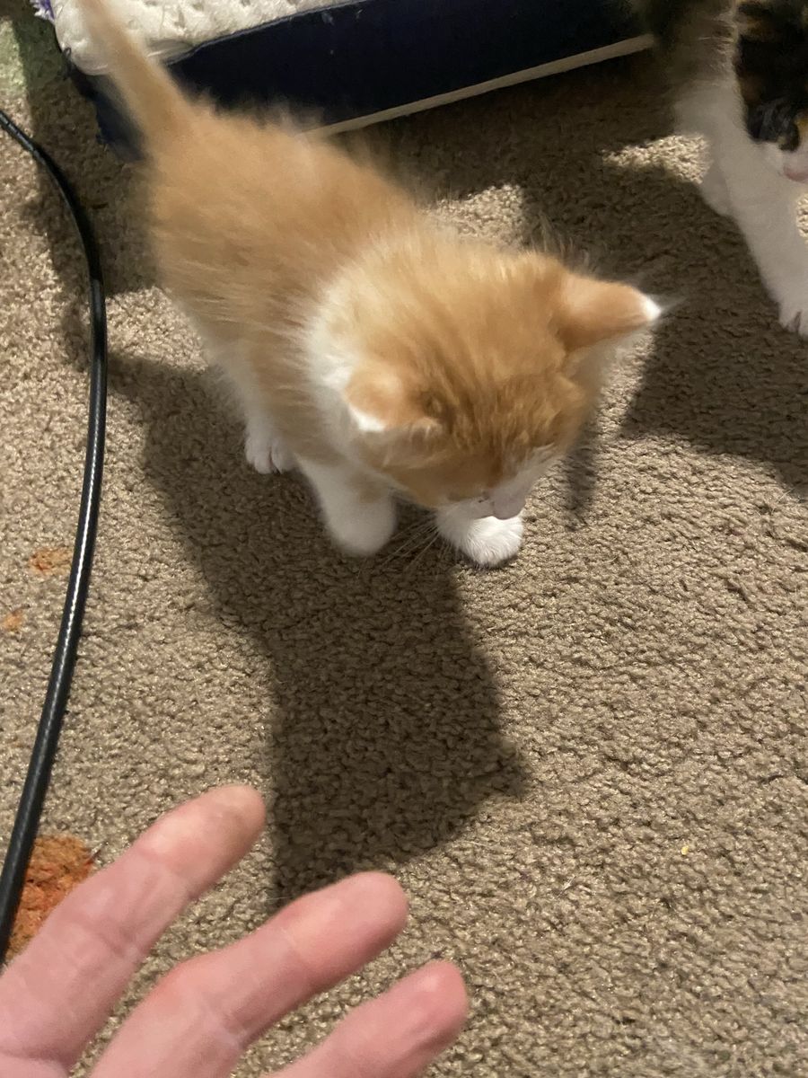 Adorable Kittens Seeking Forever Homes - Multiple Colors Available