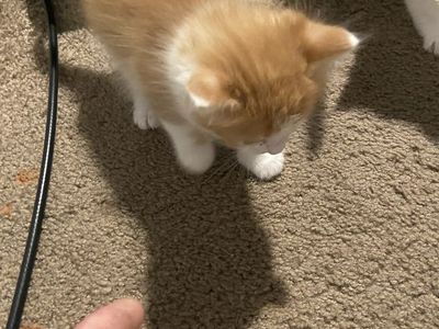 Adorable Kittens Seeking Forever Homes - Multiple Colors Available