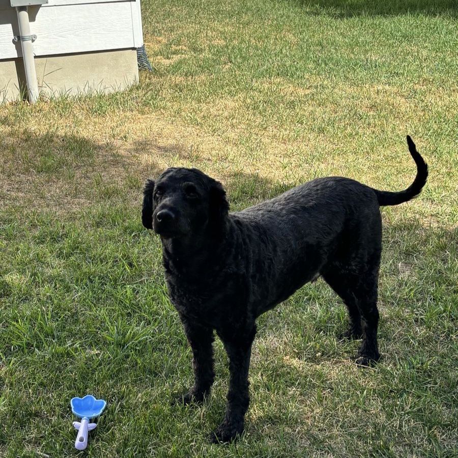 Milo Needs A New Home - 6 year old Labradoodle