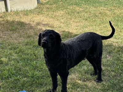 Milo Needs A New Home - 6 year old Labradoodle