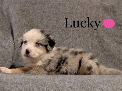 AKC Australian Shepherd / Border Collie Puppies
