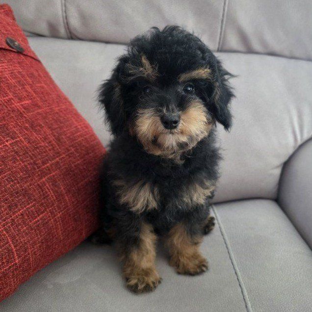 AKC Male Toy Poodle, not Doodle