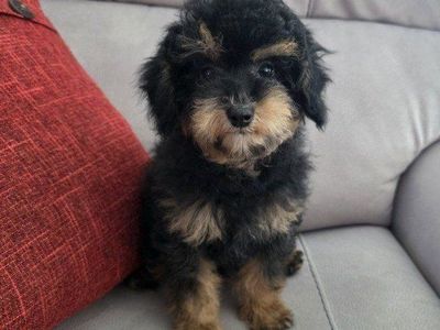 AKC Male Toy Poodle, not Doodle