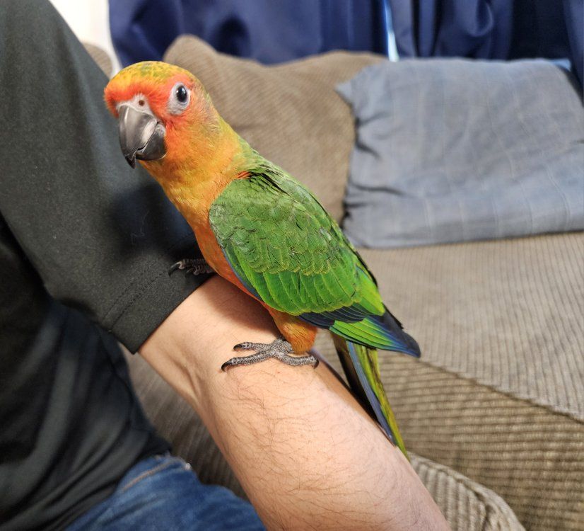 Tame Baby Sun-Jenday Hybrid Conure (Sunday Conure)