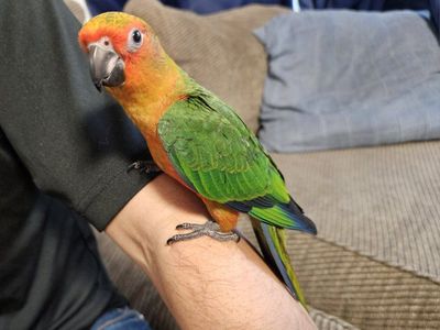 Tame Baby Sun-Jenday Hybrid Conure (Sunday Conure)