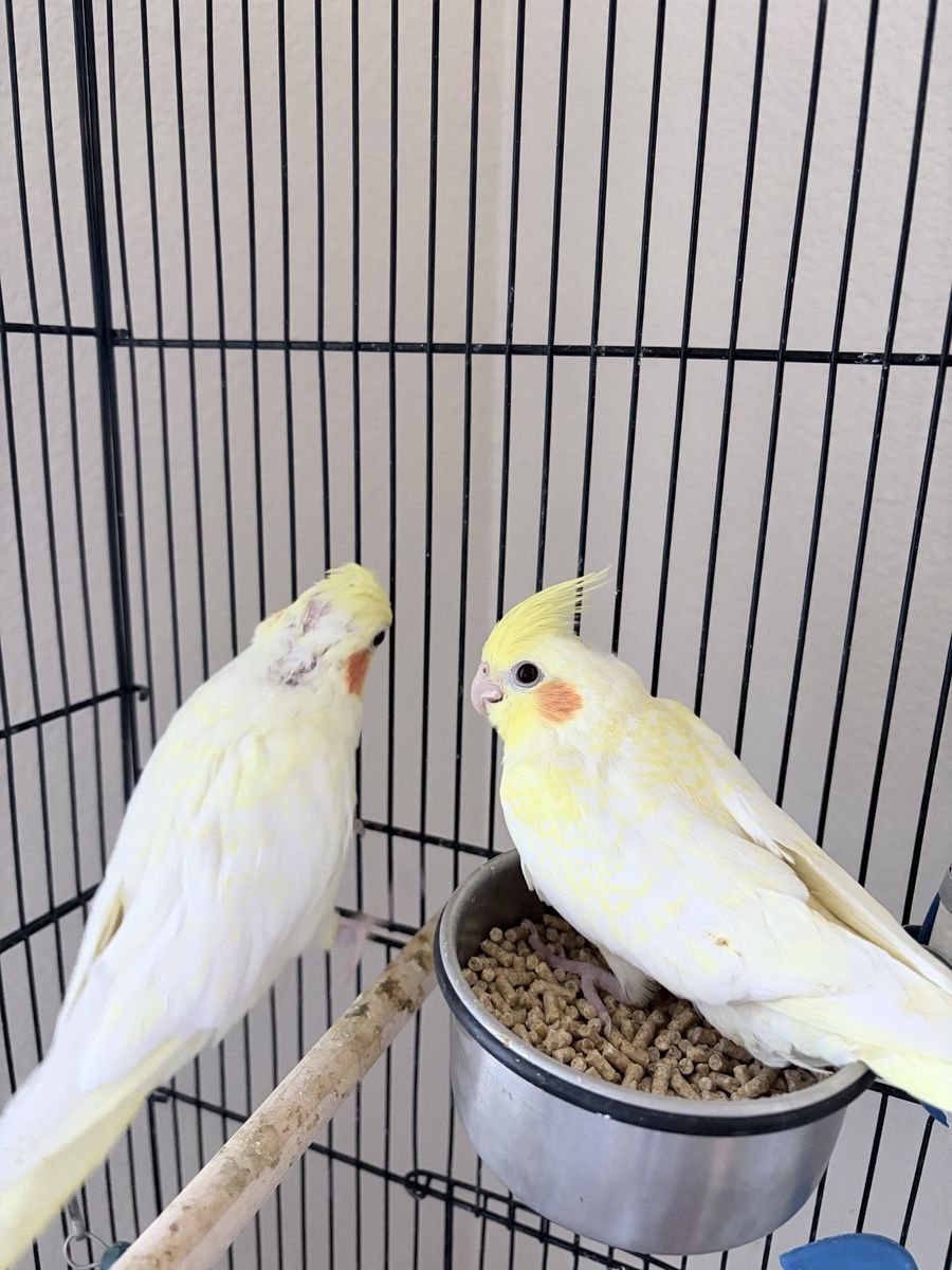 Lutino Cockatiel