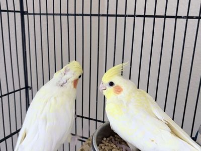 Lutino Cockatiel