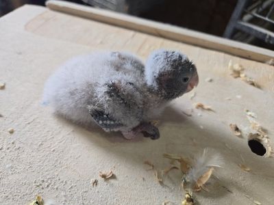 blue quaker