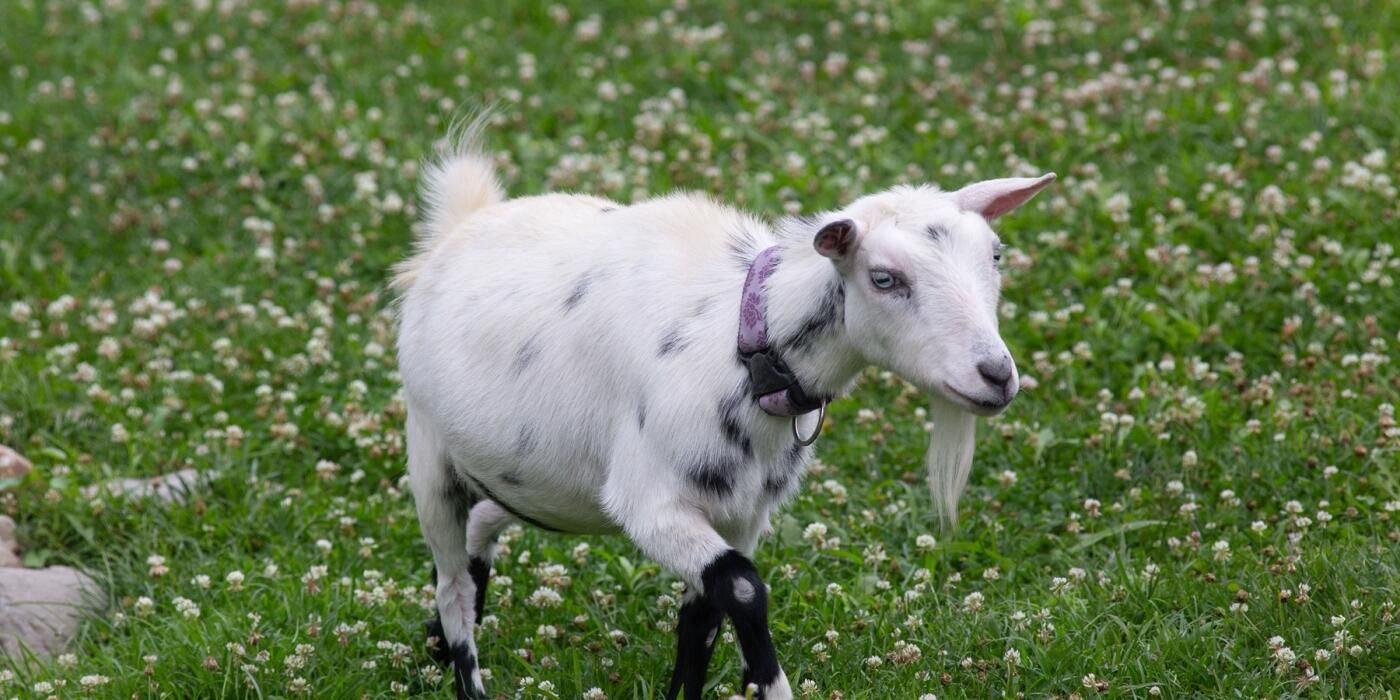 FREE GOATS