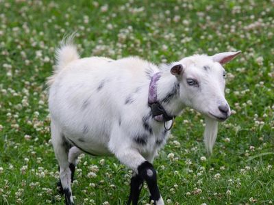 FREE GOATS