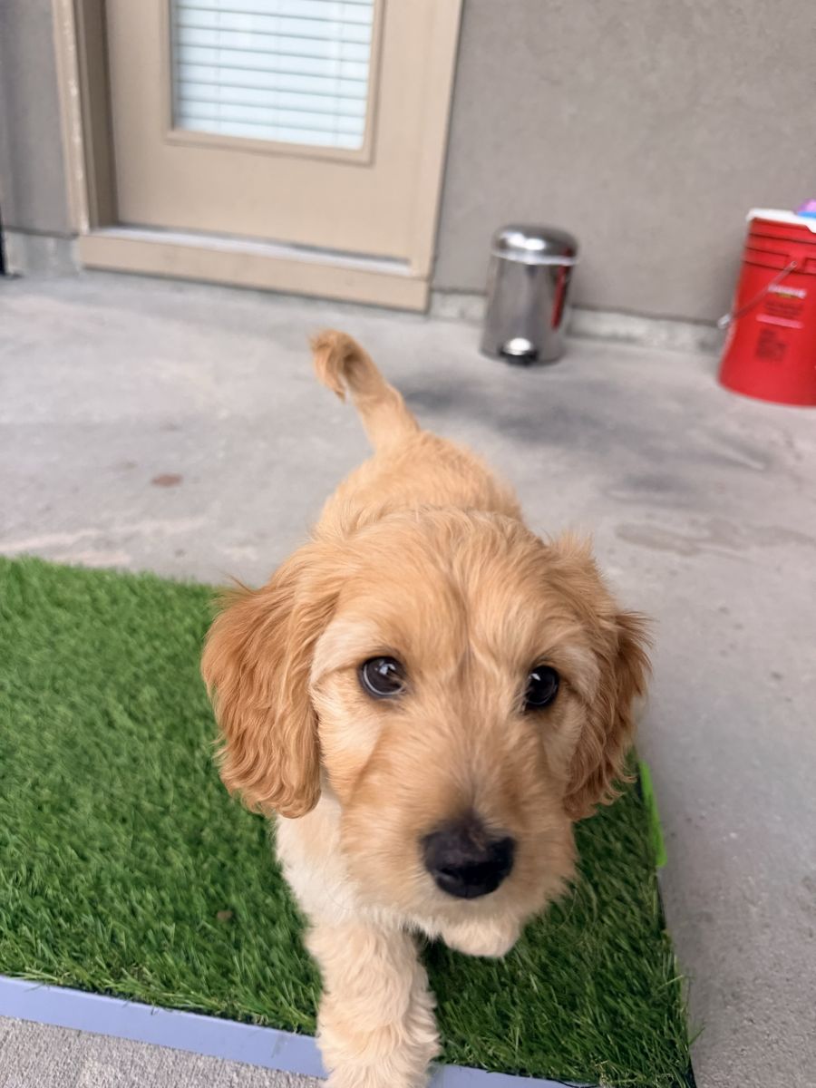 Mini Aussiedoodle (75% poodle 25% Aussie)