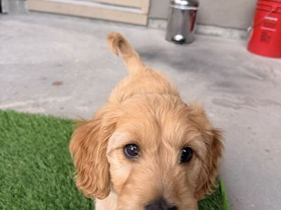 Mini Aussiedoodle (75% poodle 25% Aussie)