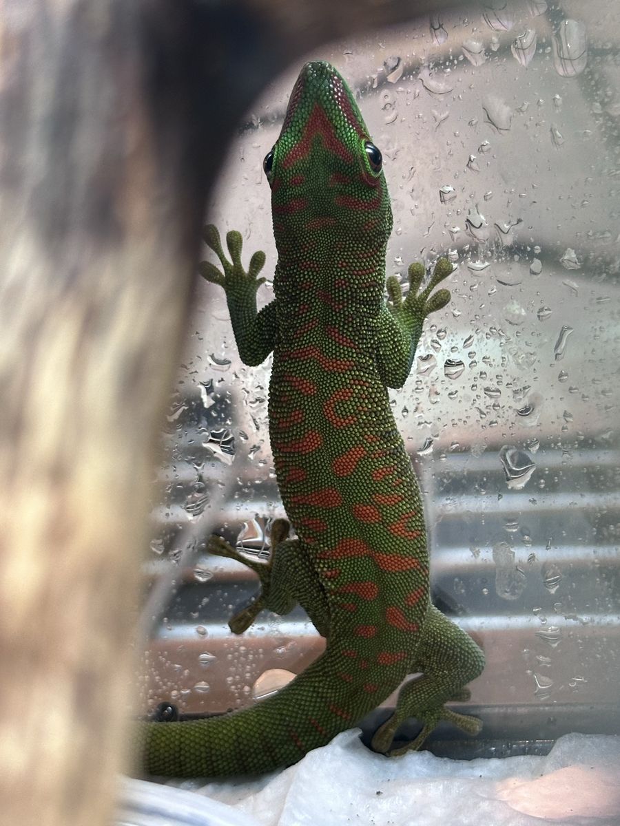 Baby Giant Crimson Day Gecko