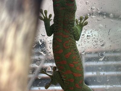 Baby Giant Crimson Day Gecko