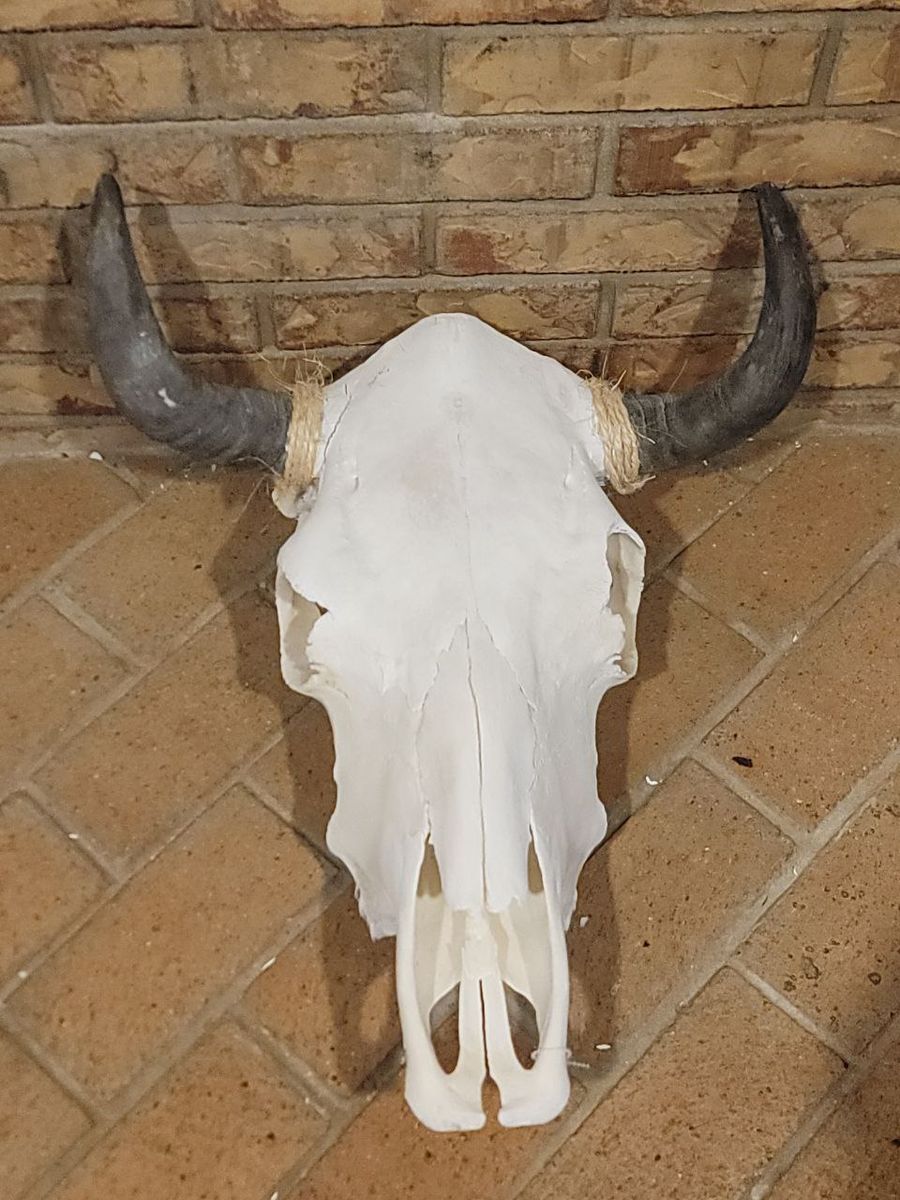 Cow Skulls For Sale