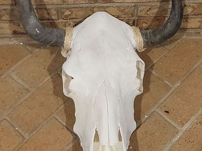 Cow Skulls For Sale