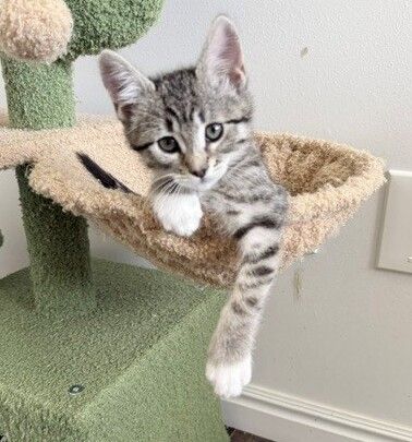 A162249 Sacher is Available for Adoption!
