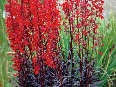 Queen Victoria Cardinal Flower