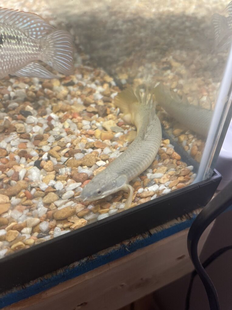 Marbled Palmas Bichir