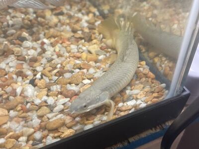 Marbled Palmas Bichir