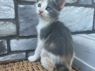Kittens