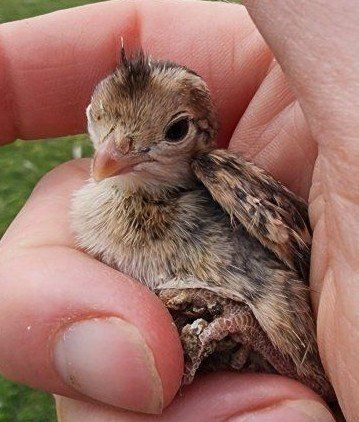 Chicks - California Valley Quail