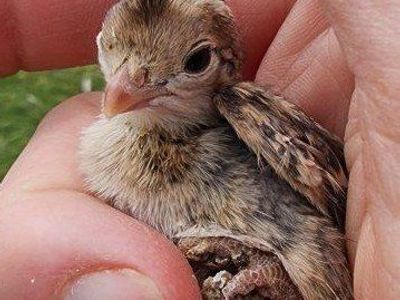 Chicks - California Valley Quail