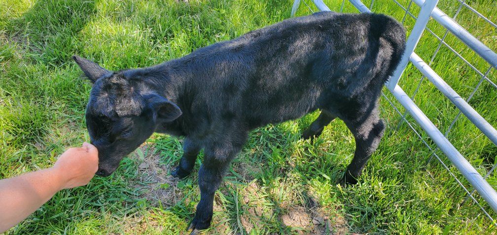 calf wanted