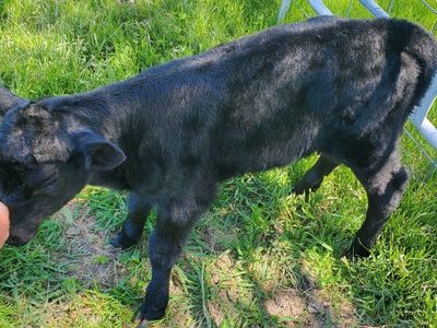 calf wanted