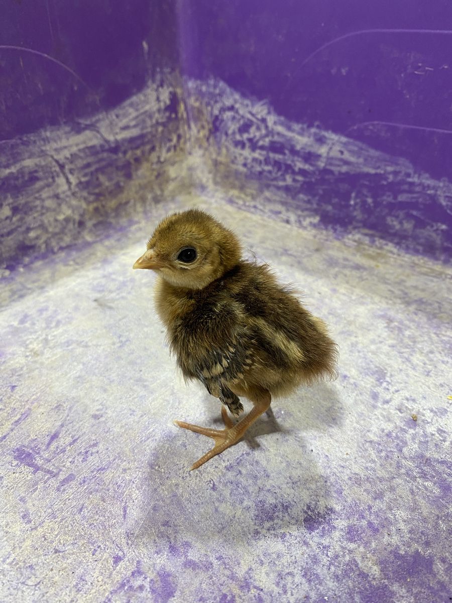 Red Golden Pheasant Chicks