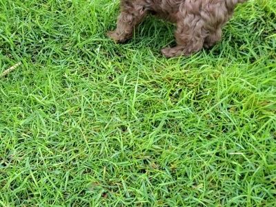 Cavapoos King Charles Cavalier Toy Poodle