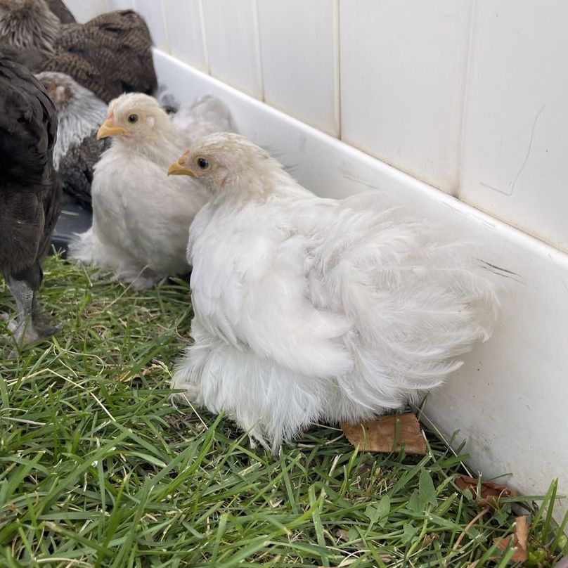 Bantam Cochin Female Pullet Pair - Bobtail & Red/Mille Chicks - 8 Weeks Old - Bonded Pair