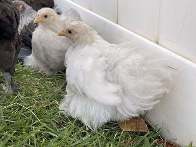Bantam Cochin Female Pullet Pair - Bobtail & Red/Mille Chicks - 8 Weeks Old - Bonded Pair