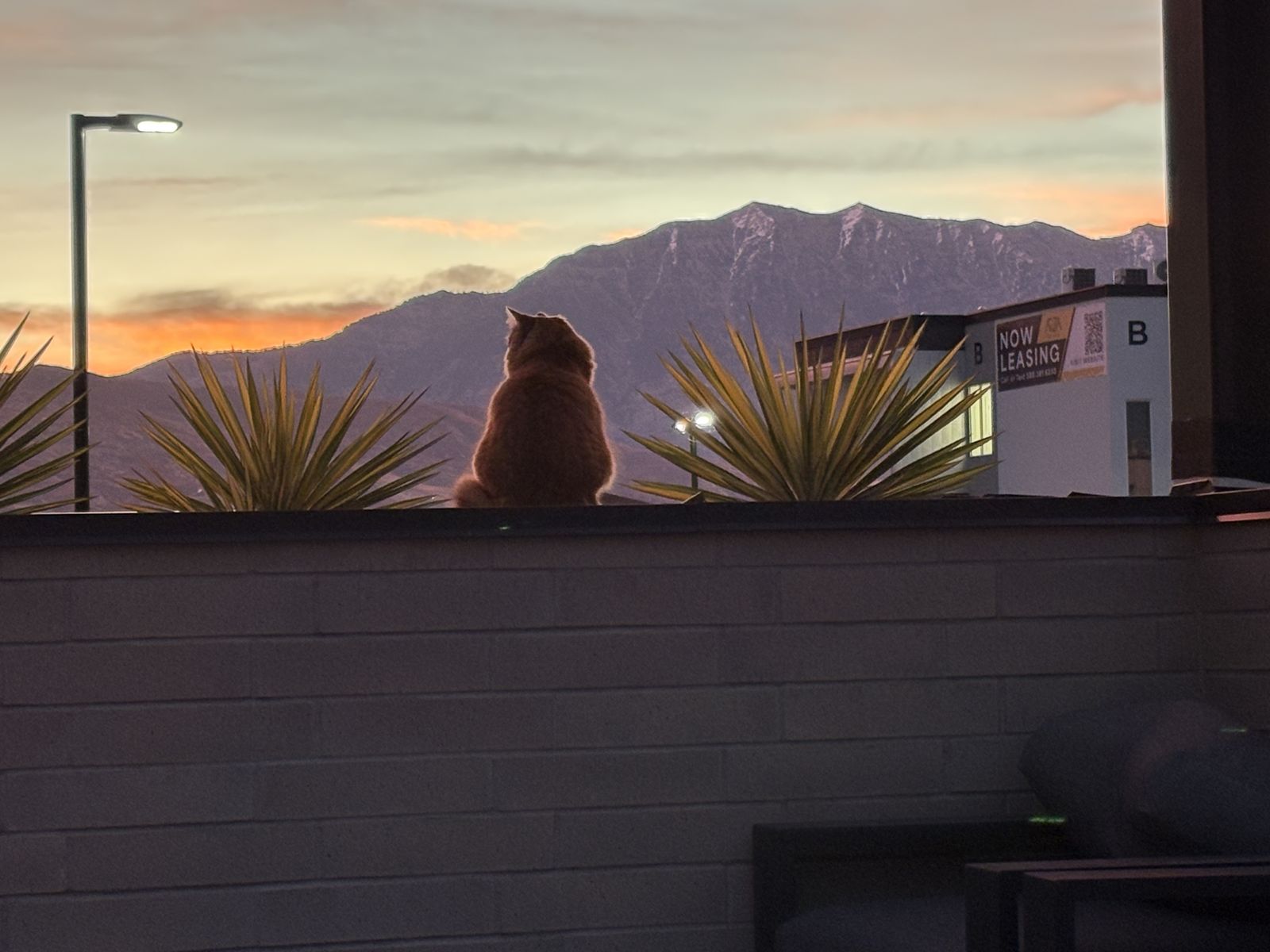 Male Cat, Looking for A new Home