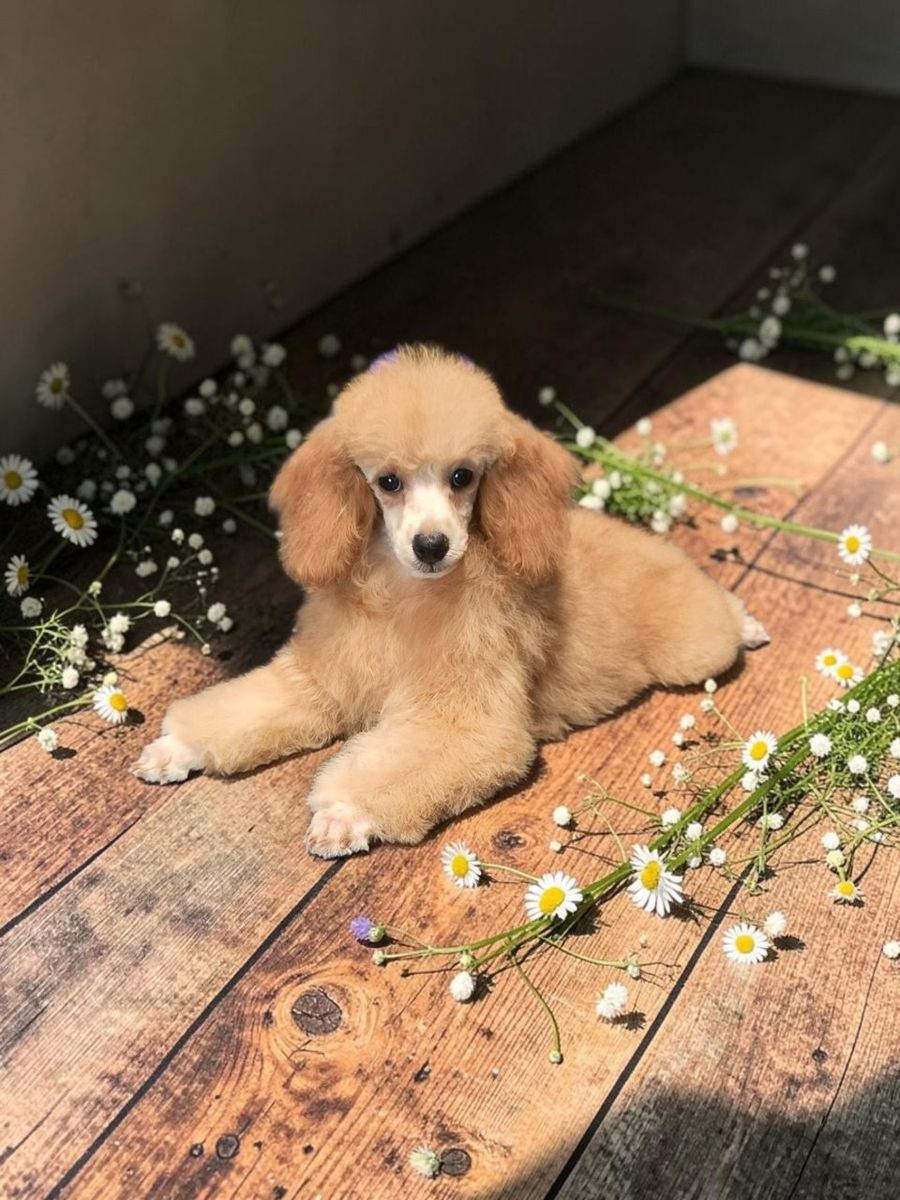 Elegant and Adorable Toy Poodle Puppy