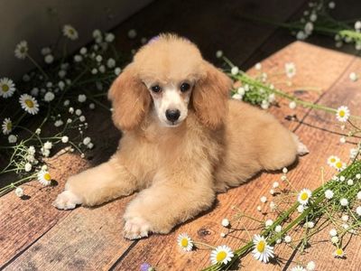 Elegant and Adorable Toy Poodle Puppy