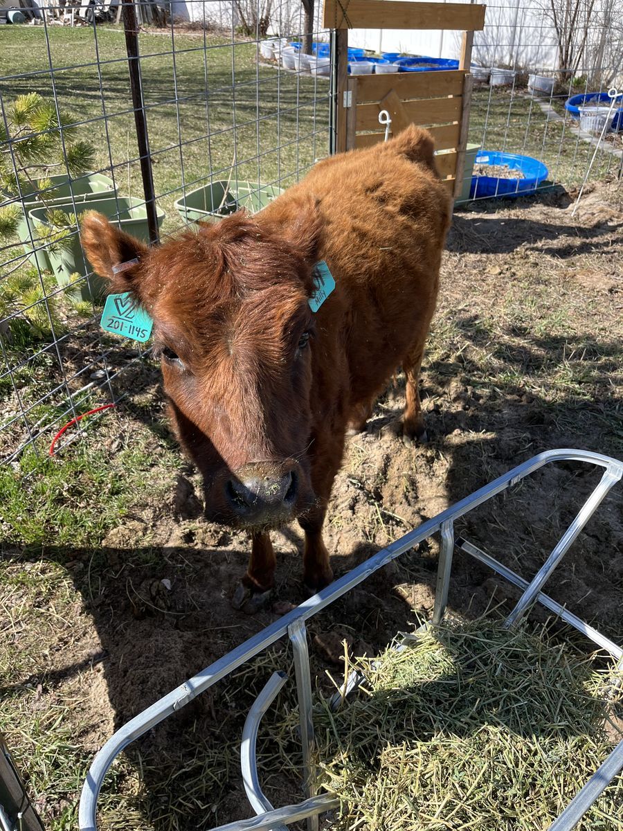 Mini cow