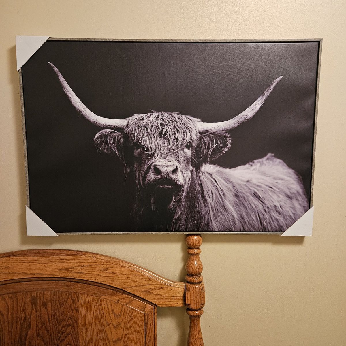 New canvas print of Highland cow