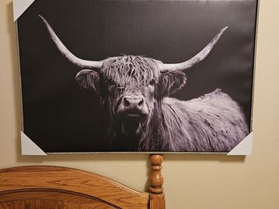 New canvas print of Highland cow