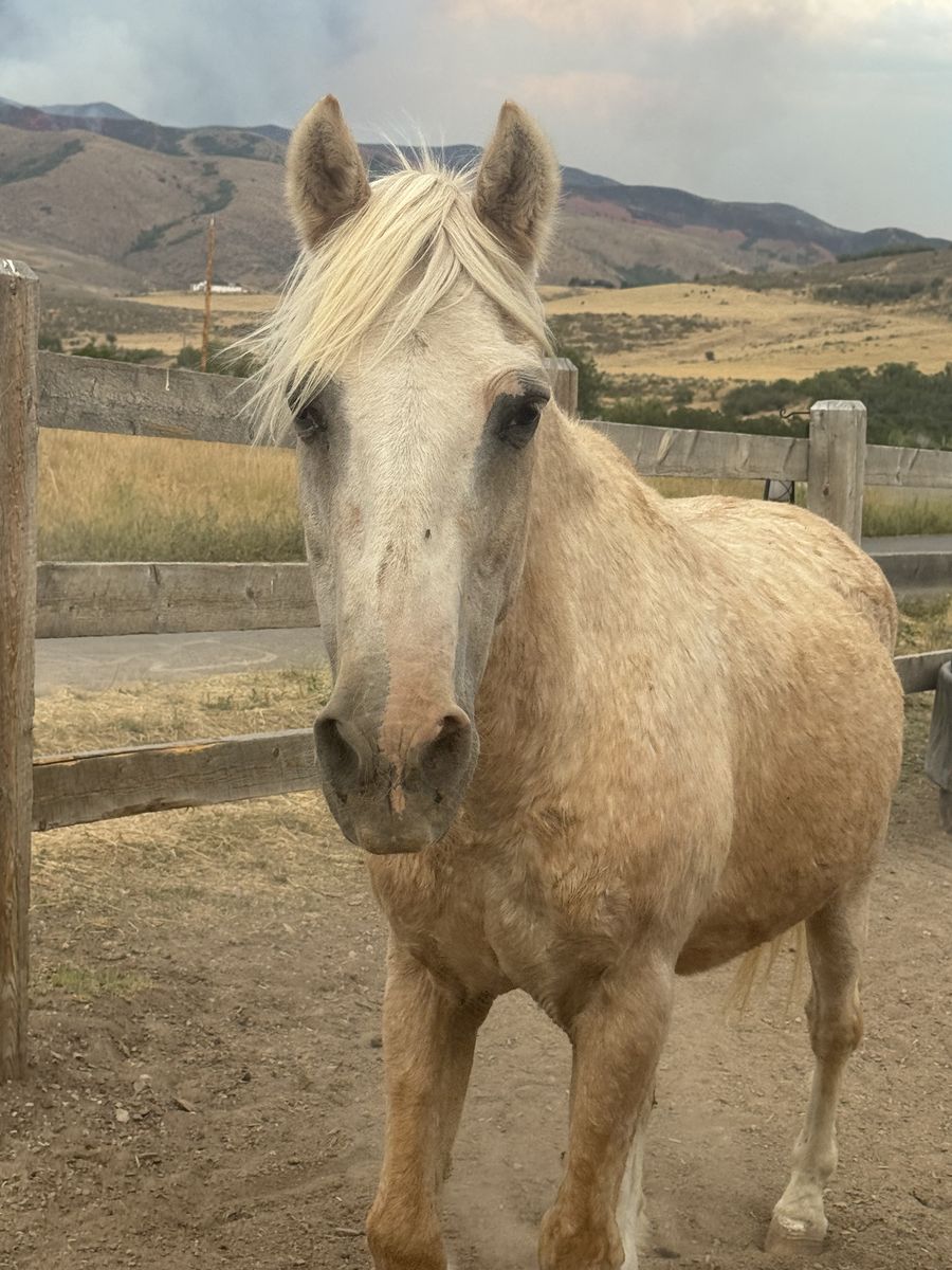 LLAMA HONEY - NOT HANDSOME, BUT KIND & A WHOLE LOT OF FUN