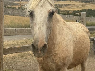 LLAMA HONEY - NOT HANDSOME, BUT KIND & A WHOLE LOT OF FUN