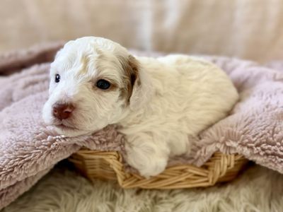 Multigenerational Mini Bernedoodle Puppies, Take Home July 31