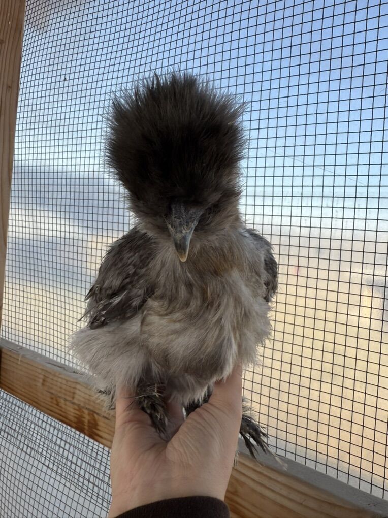Silkie Pullet
