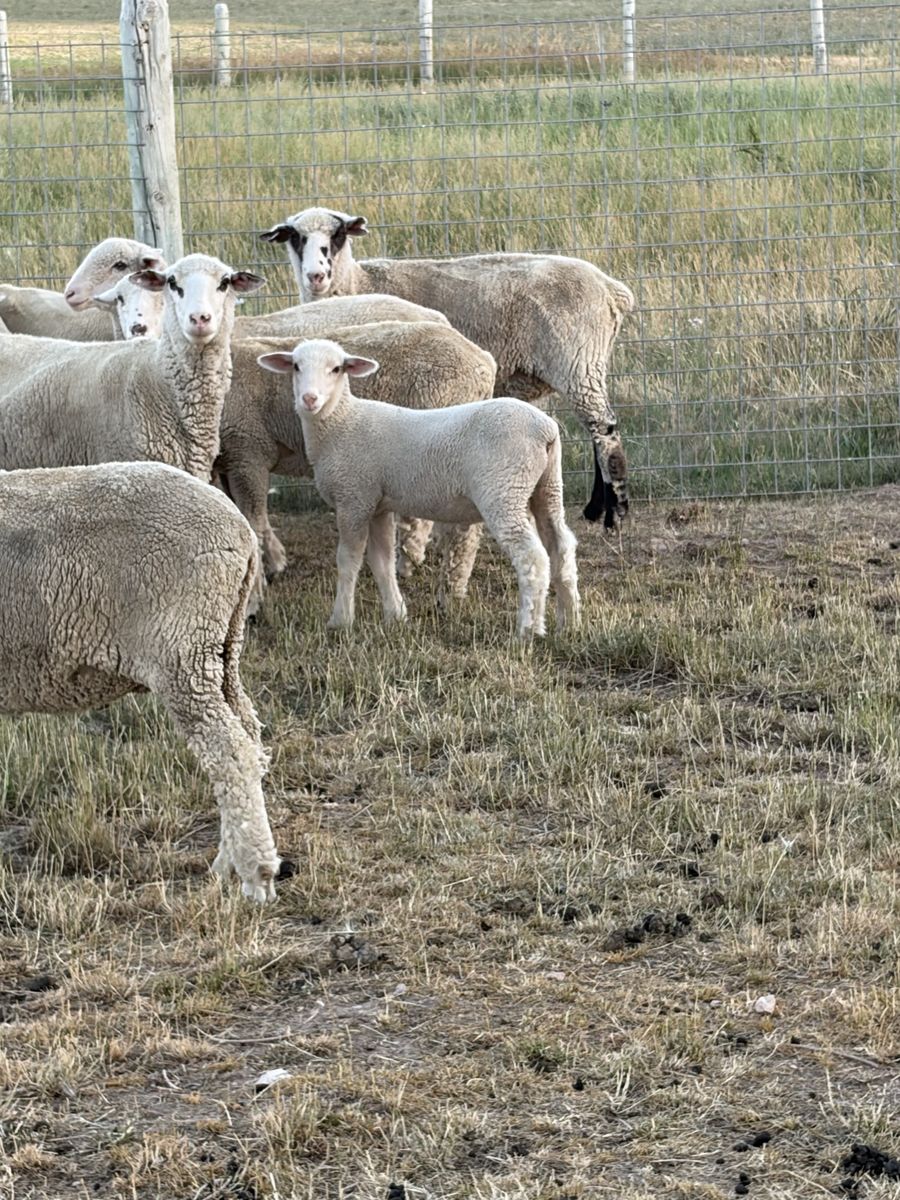 Colombian buck lambs