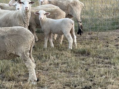 Colombian buck lambs